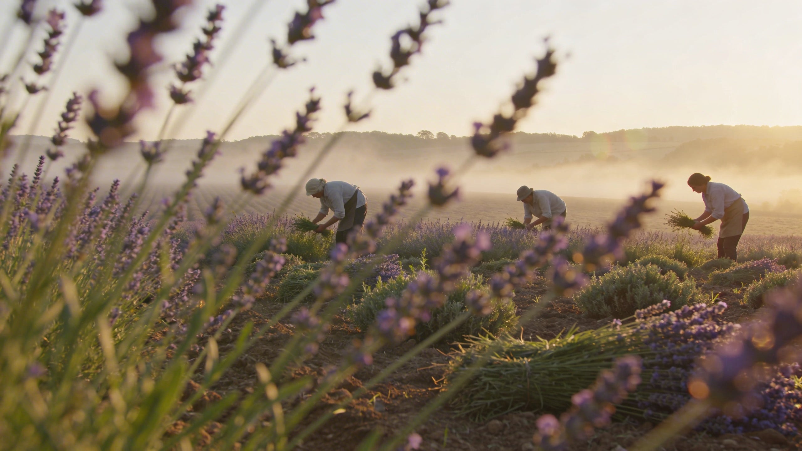 Wat is doTERRA? De oorsprong, visie en kwaliteit achter het merk